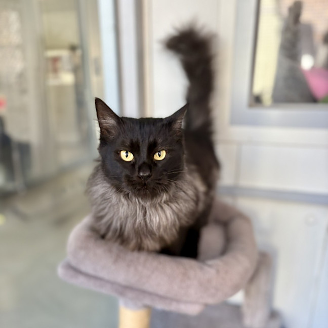 Photo of Nova