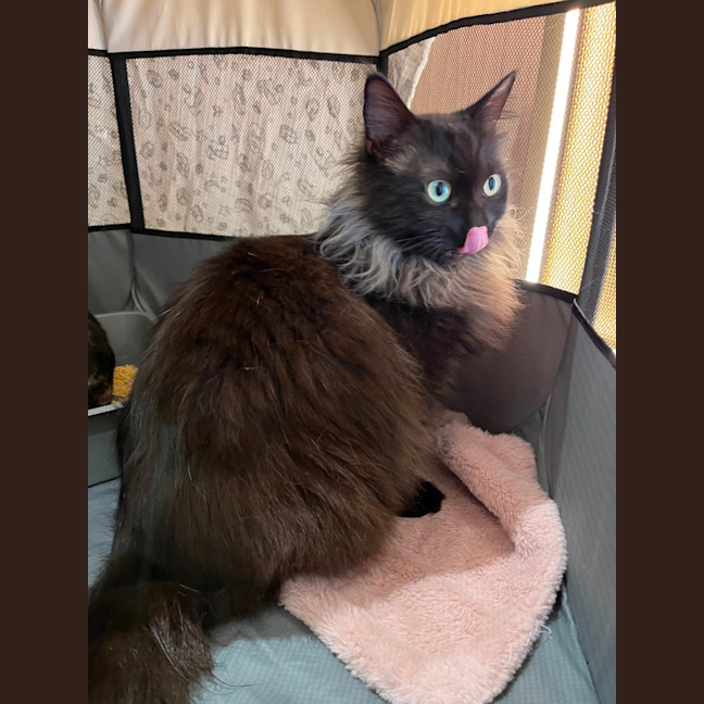 Photo of Swishy 