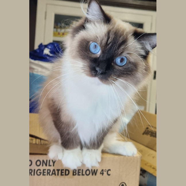 Photo of Piper