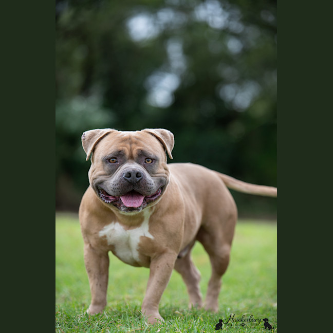 Photo of Bowser