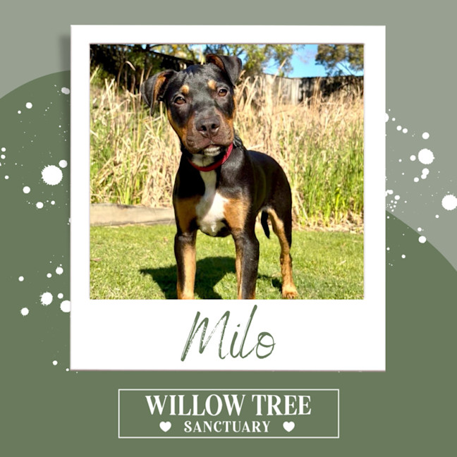 Photo of Milo