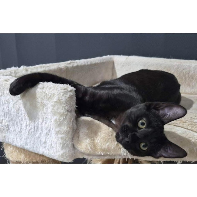 Photo of 12901   Dimitri