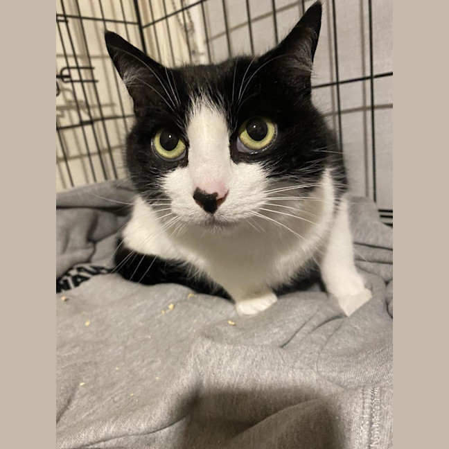 Photo of Loki Sweetness