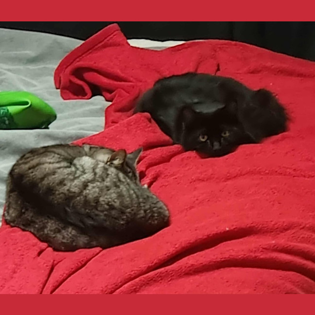 Photo of Mr Binx *9 Lives Project Rescue*