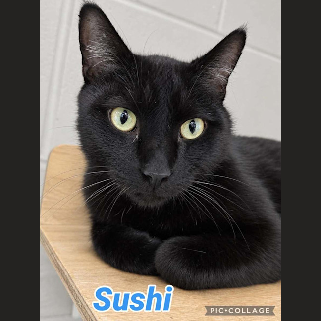 Photo of Sushi