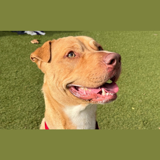 Photo of Biscuit