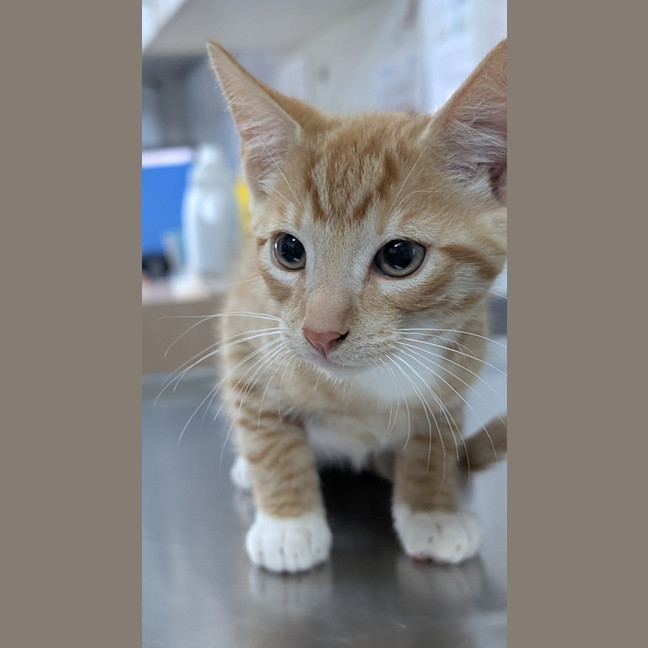 Photo of Nemo (Ex Theseus)