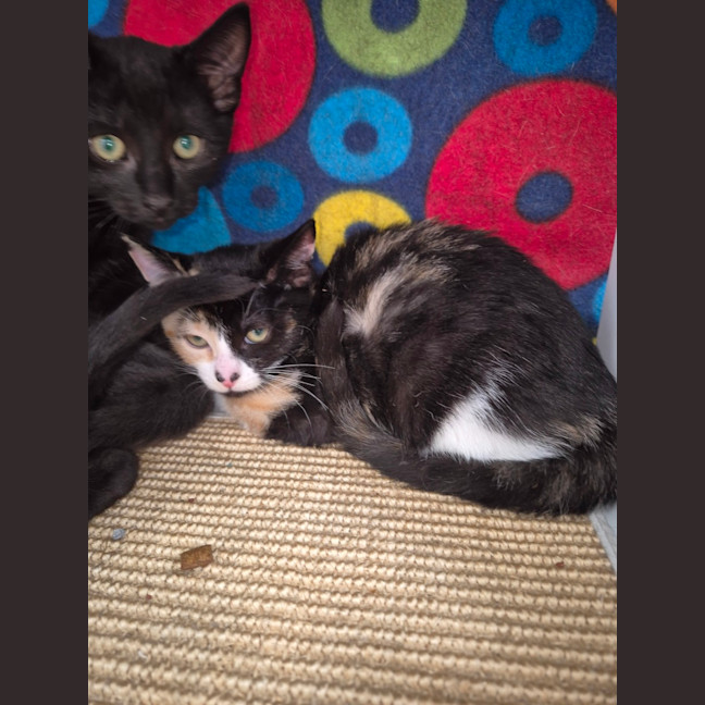 Photo of Phantom ** 2nd Chance Cat Rescue **