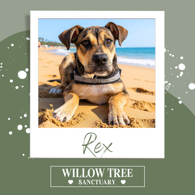 Photo of Rex