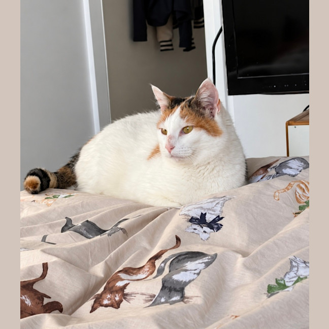 Photo of Gogo