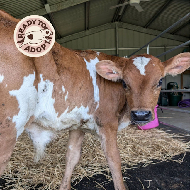 Photo of Chester & Charlie