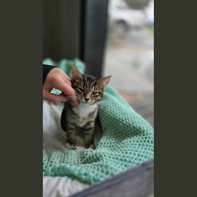 Photo of Parsley