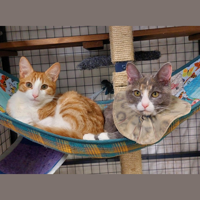 Photo of Apricot & Ishi