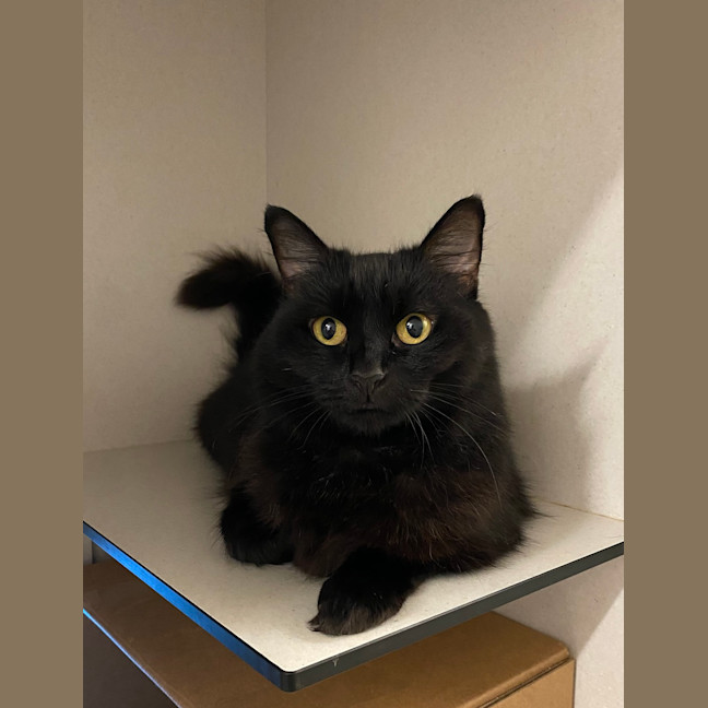 Photo of Luna