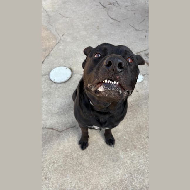 Photo of Tucker