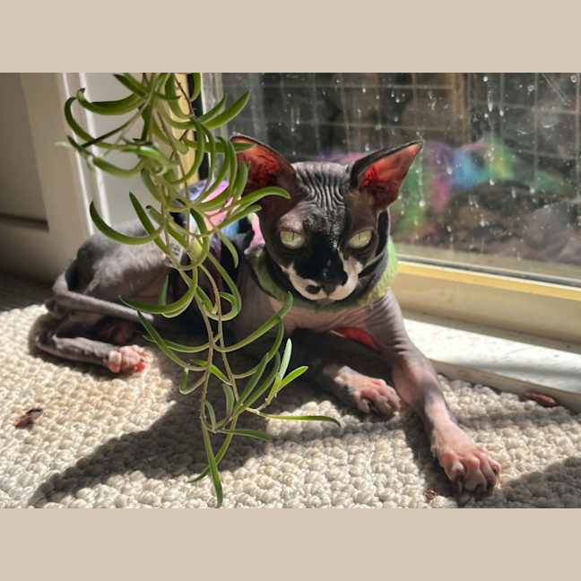 Photo of Rogue