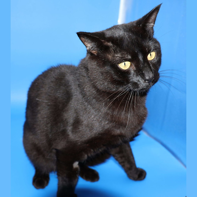 Photo of Patch   Available Pet Quarters Tuggerah