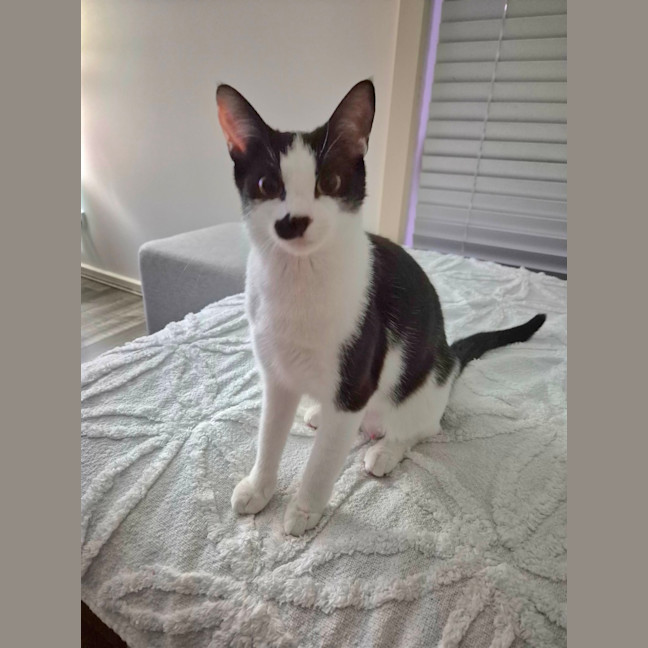 Photo of Mabel Meet Me@Petstock Hastings 