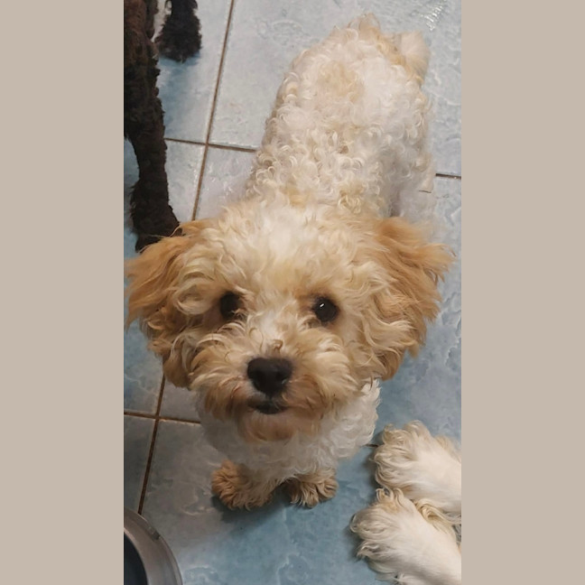 Photo of Sweet Little Maurice 