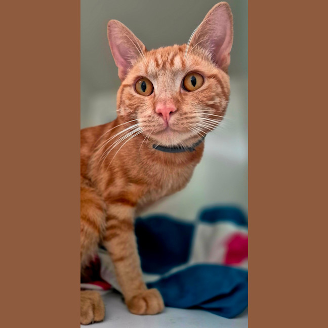 Photo of Sir Tigga (9029)