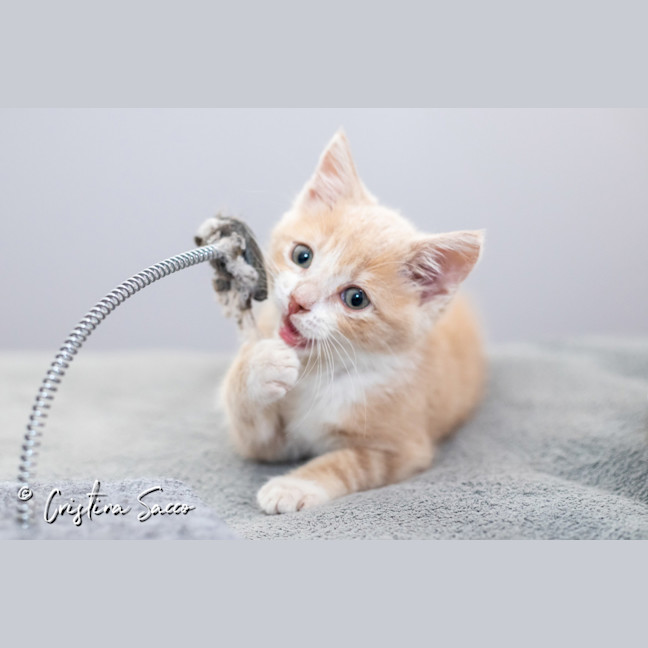 Photo of Butterscotch