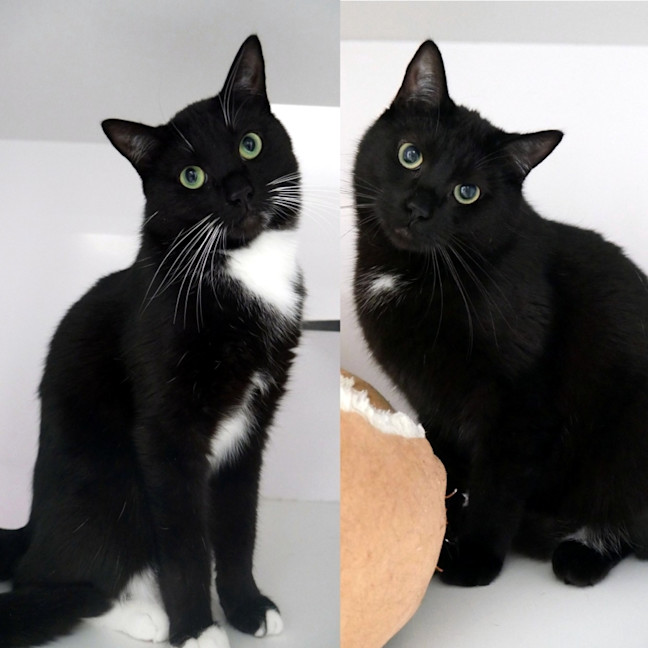 Photo of Zoltan Sta014314 & Zudu Sta014313