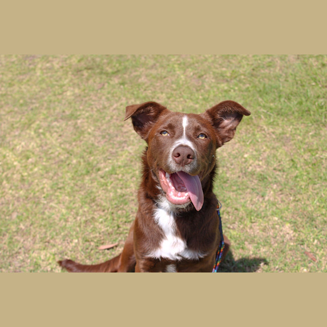 Photo of Banjo