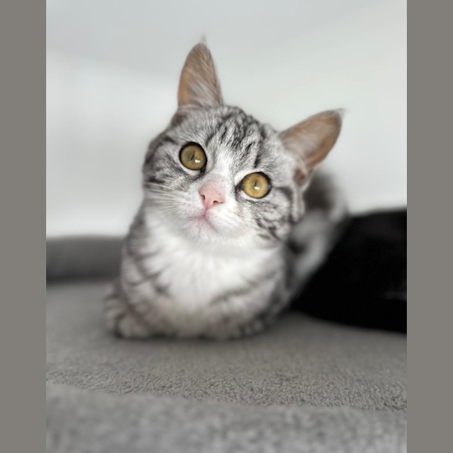 Photo of Remy