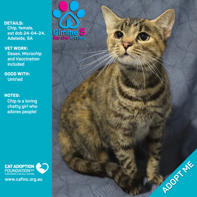 Photo of Chip Only $50 Limited Time!