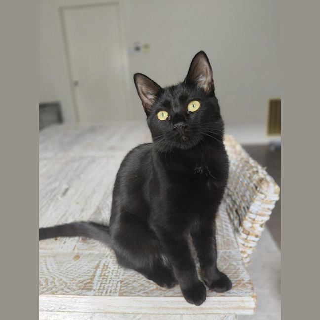 Photo of Knight
