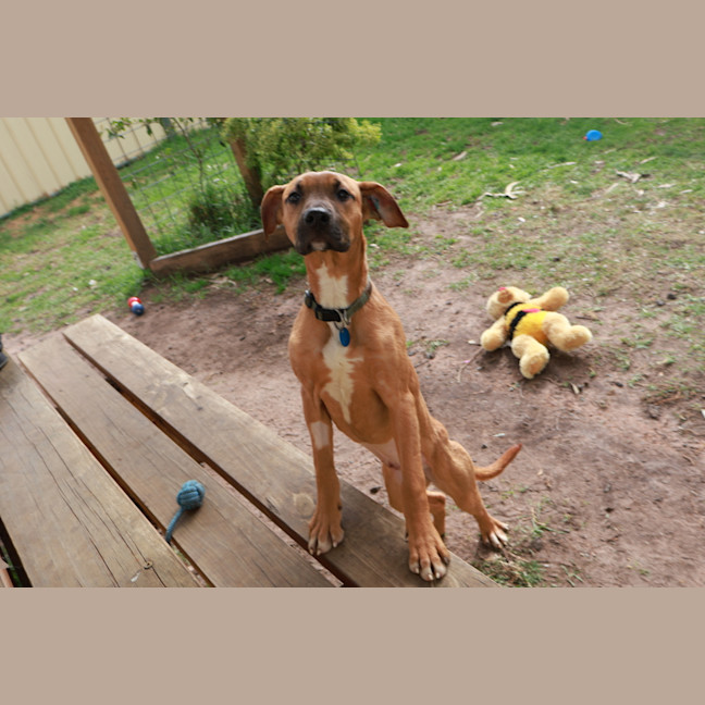 Photo of Honey