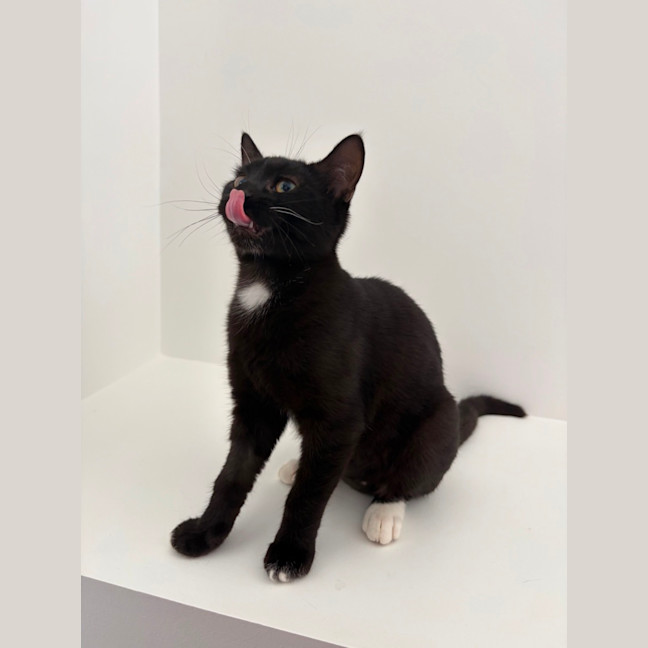 Photo of Astro