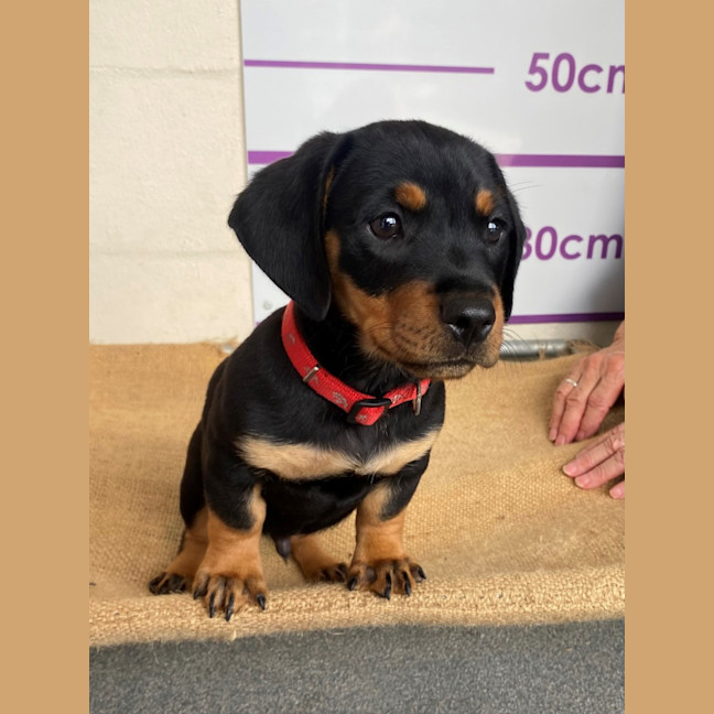 Photo of D1113 Reggie