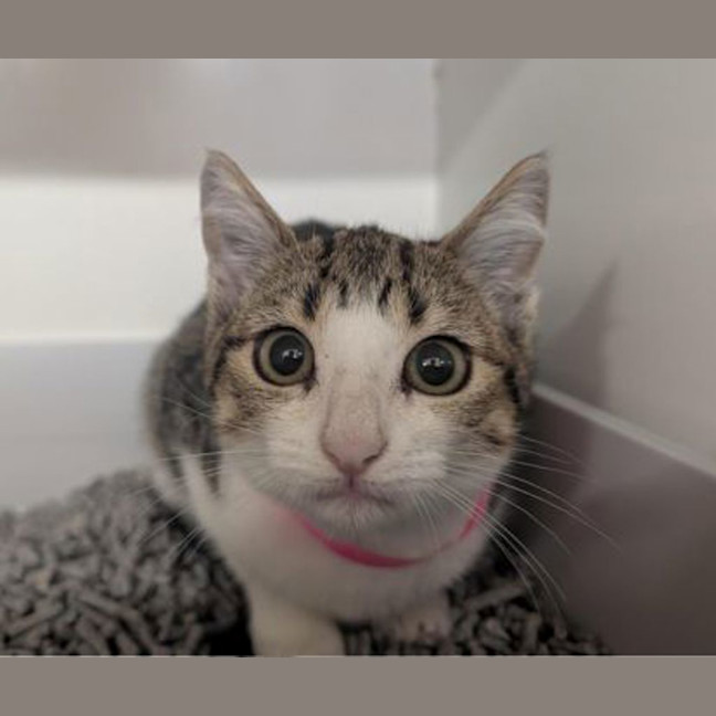 Photo of Luna