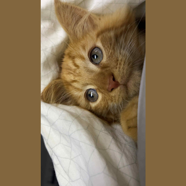 Photo of Simba   In Foster Care In Pakenham