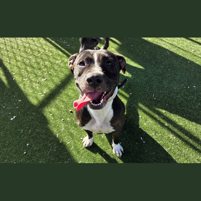 Photo of Glory Imp 914