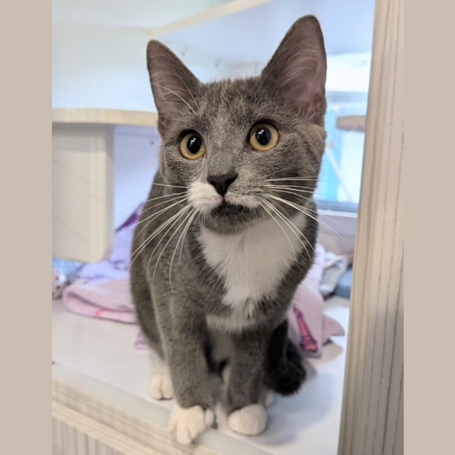 Photo of Miss Mittens