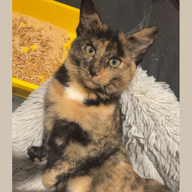 Photo of Toffee