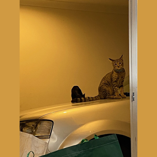 Photo of Tigga