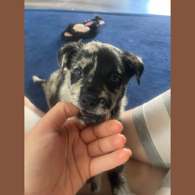 Photo of Leo   8 Week Old Koolie (Trial)