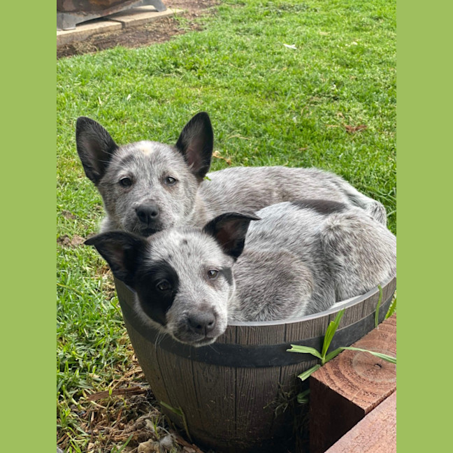 Photo of Patch And Belle