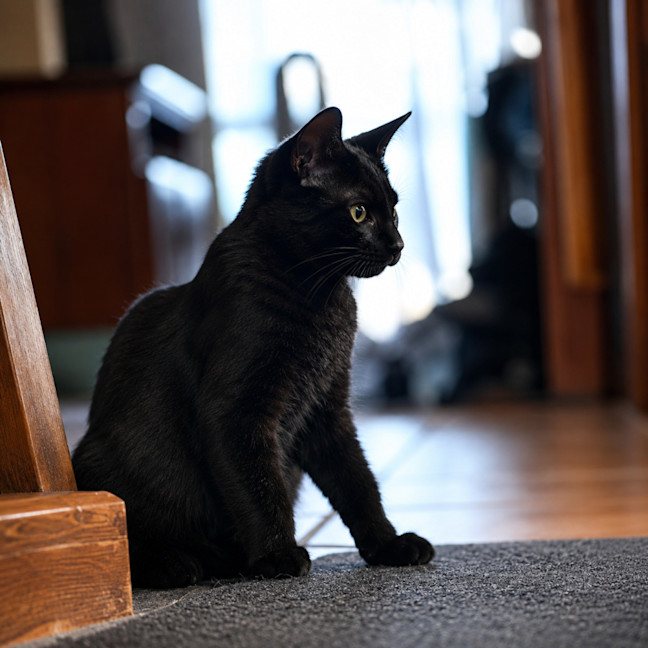 Photo of Nemo