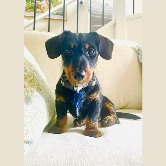 Photo of Archie   4 Month Old Dachshund X