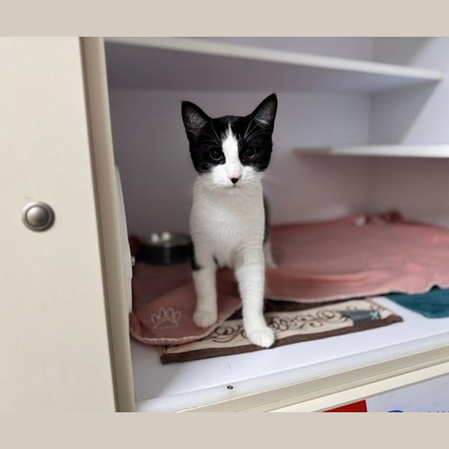 Photo of Magpie