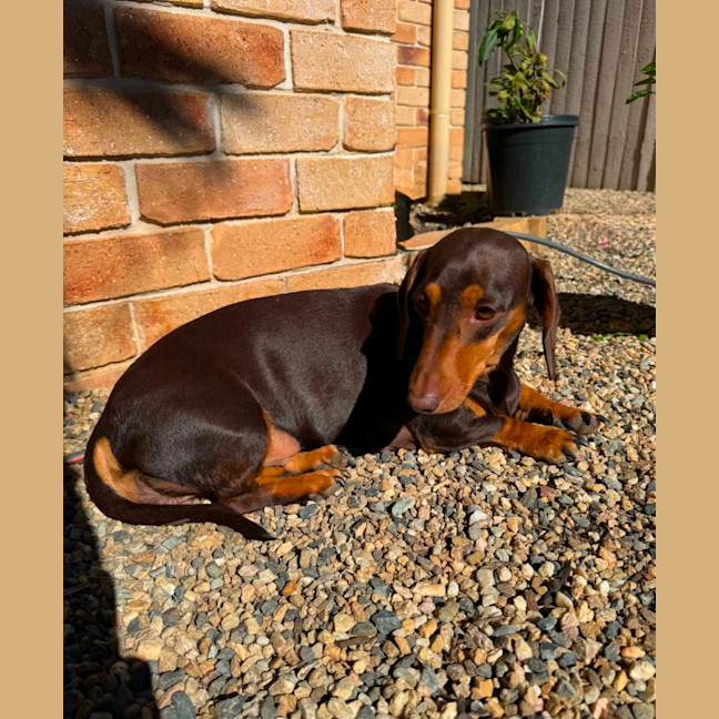 Photo of Chilli