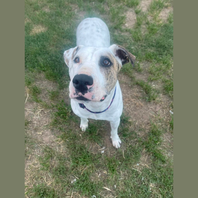 Photo of Lindy *$250 Adoption Fee*