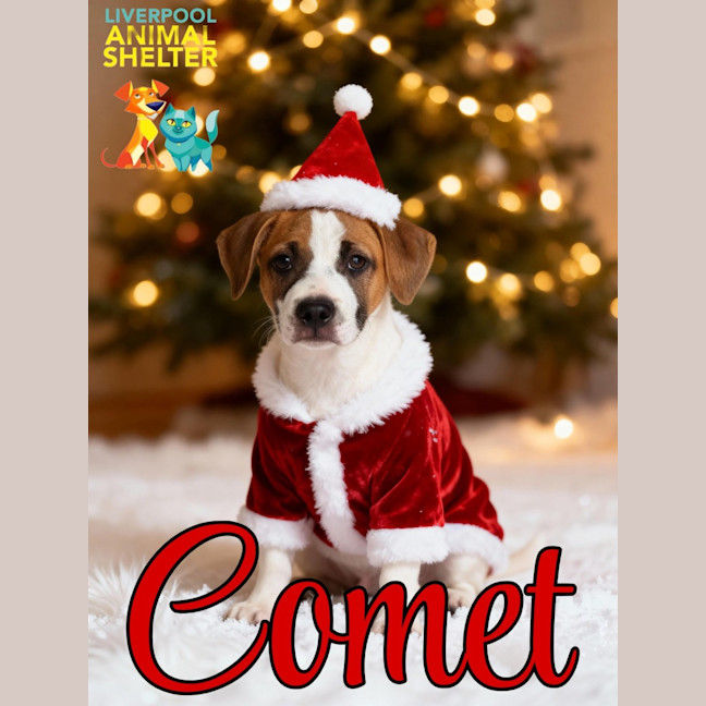 Photo of Comet