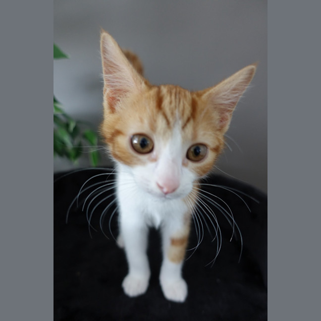 Photo of Tiger