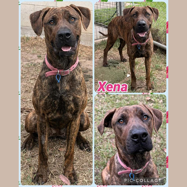 Photo of Xena 