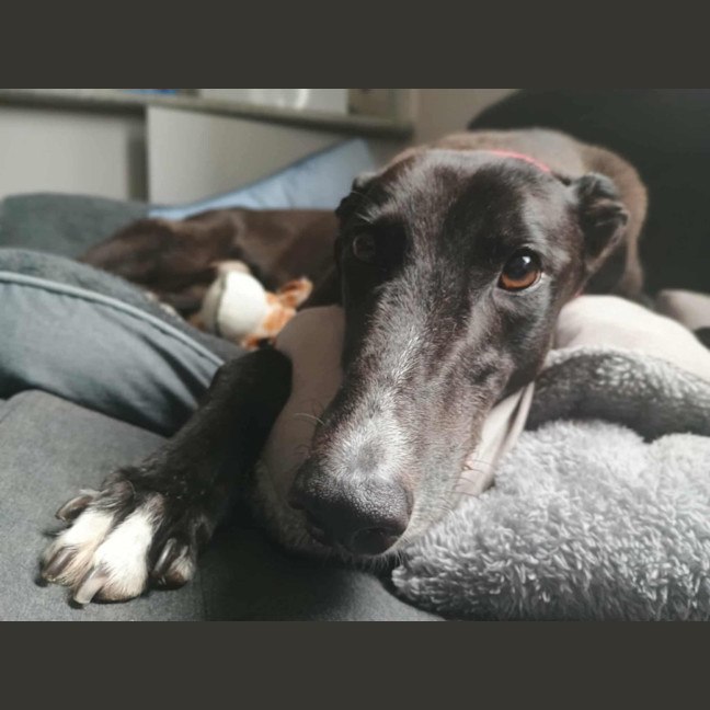 Photo of Alfie, The Greyhound